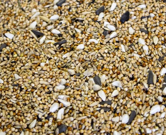 Papuga Falista - 20 kg