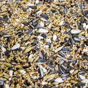 Papuga Średnia - 20 kg